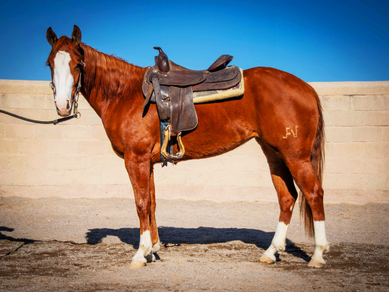 SG SMOKING WYMP - Imagen 2