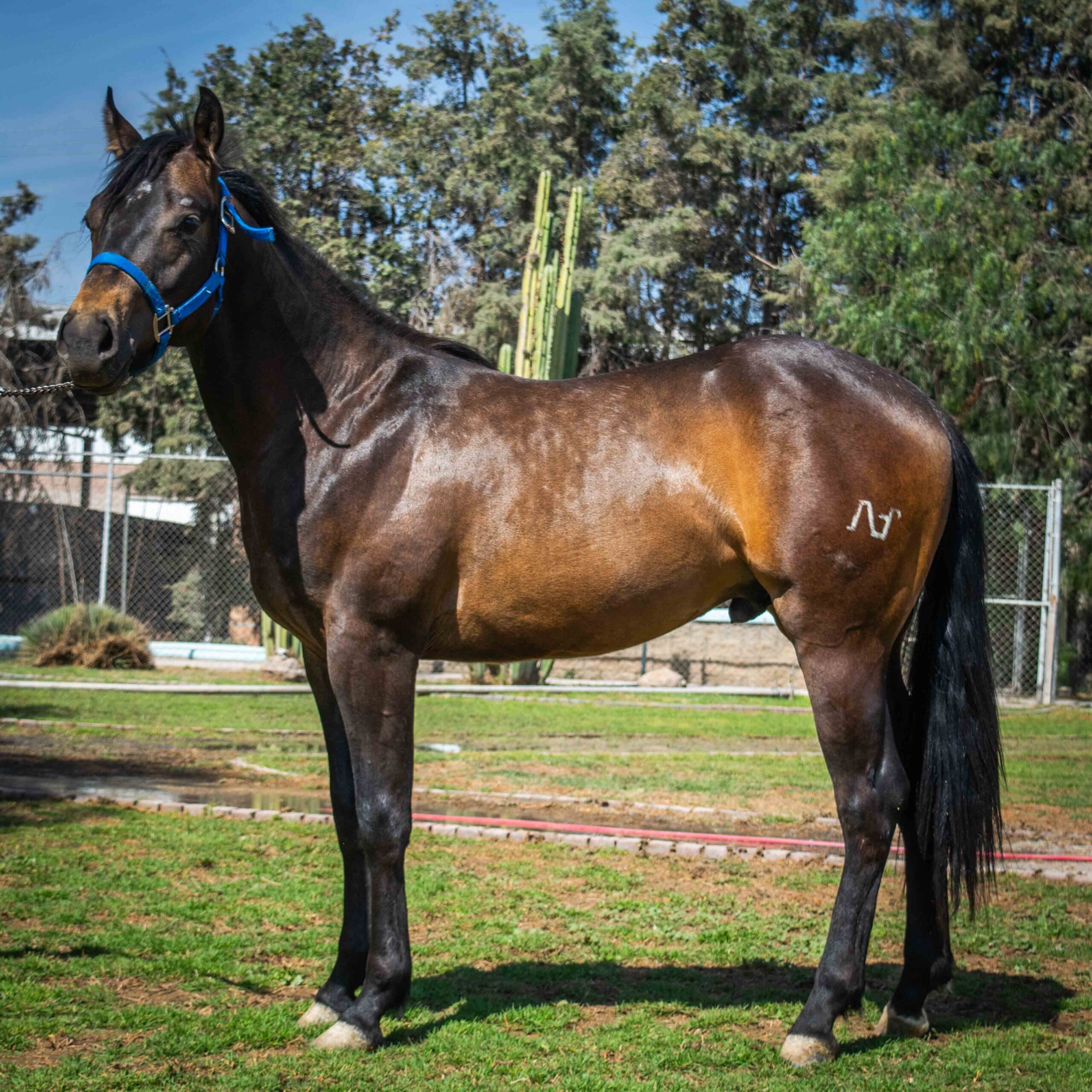 SG ICEMAN DOC CHIC - Imagen 2