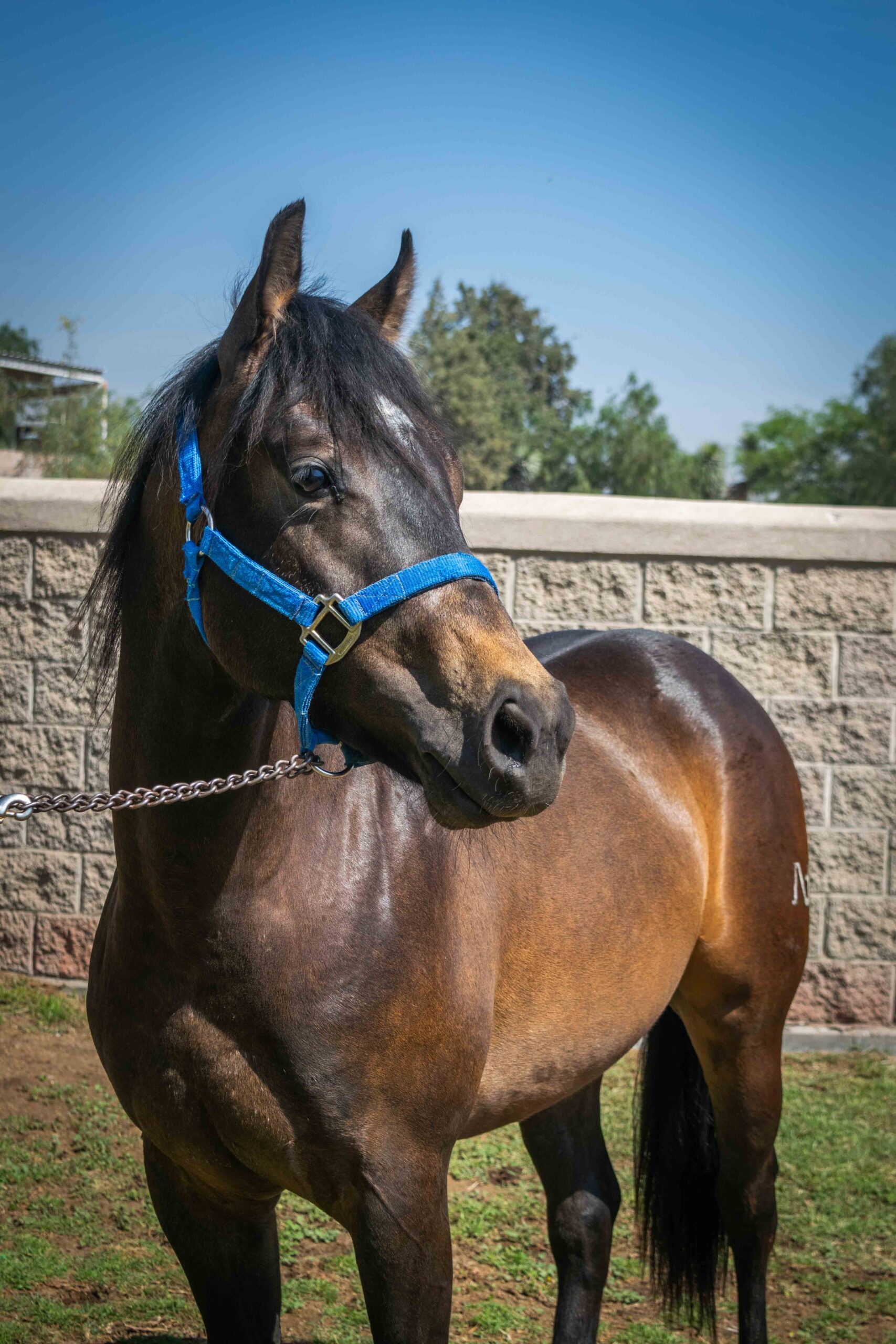 SG ICEMAN DOC CHIC - Imagen 3