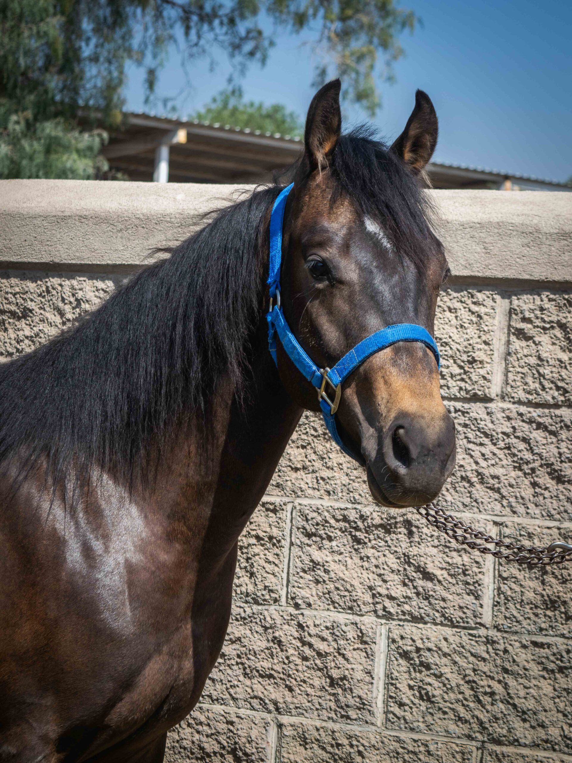 SG ICEMAN DOC CHIC - Imagen 4