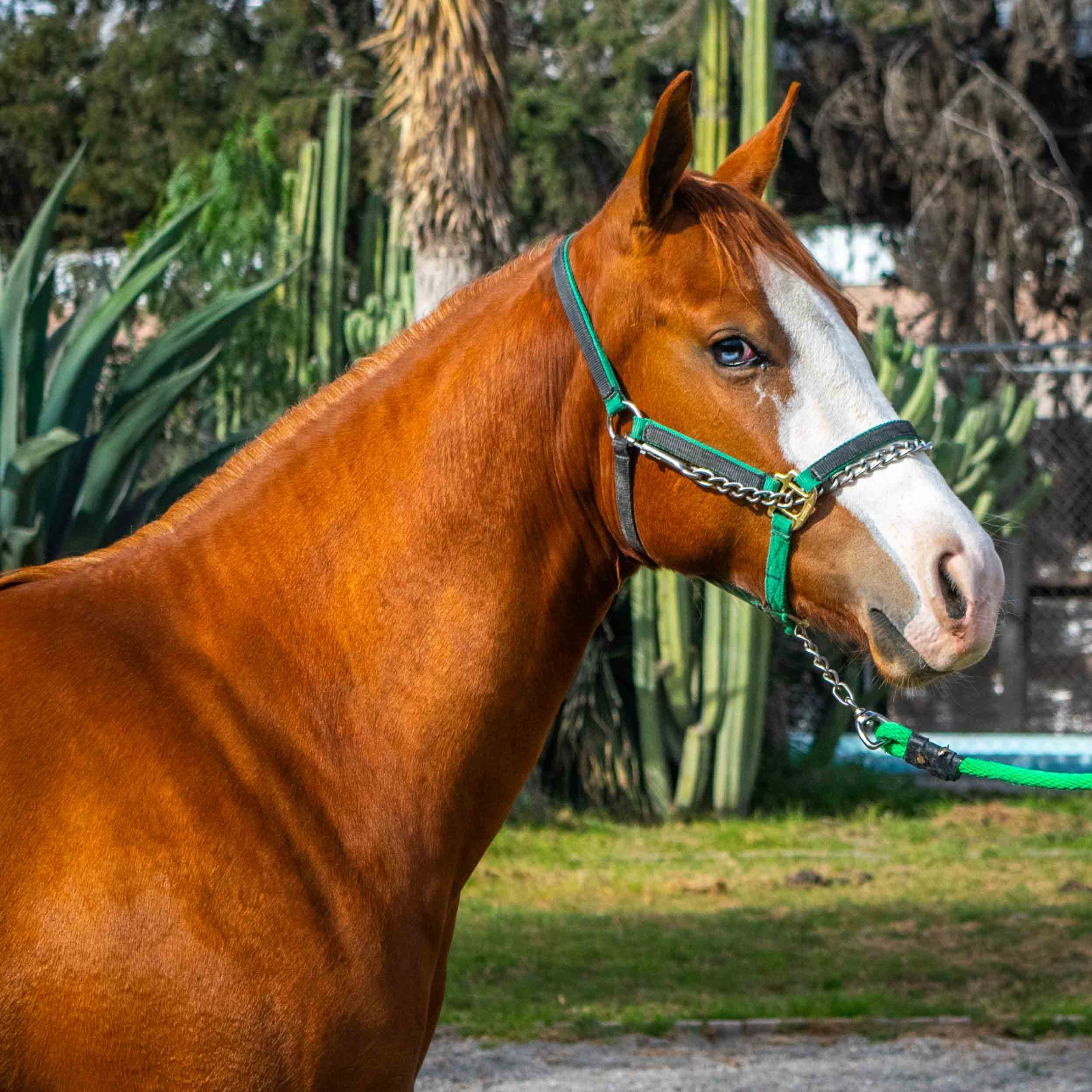 SG SMOKING WYMP - Imagen 3