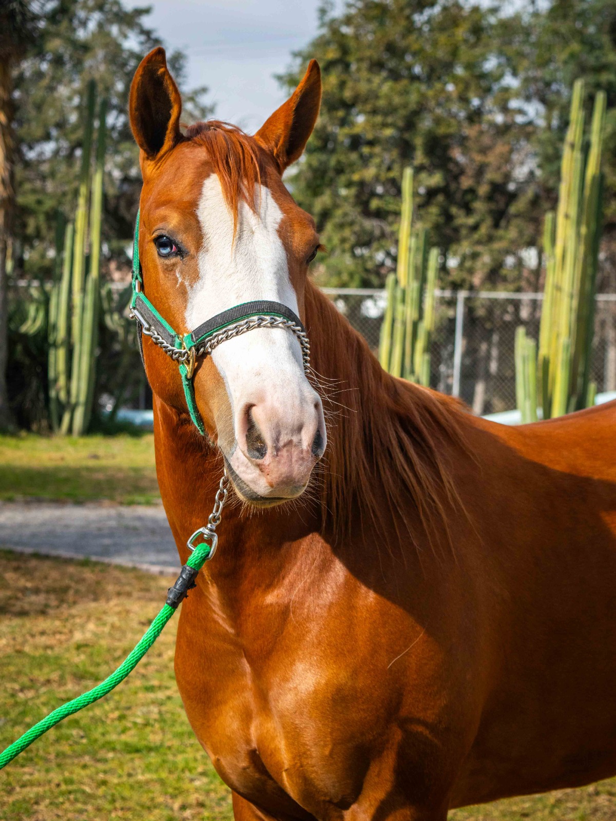 SG SMOKING WYMP - Imagen 4