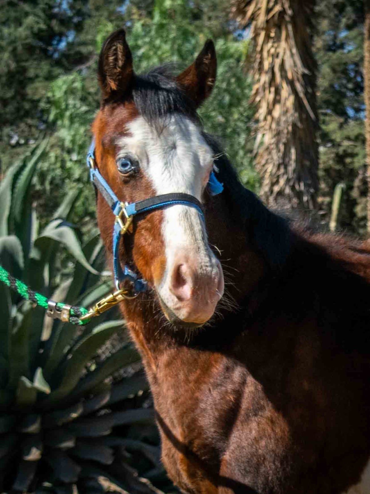 SG CASPER MERCEDEZ - Imagen 4
