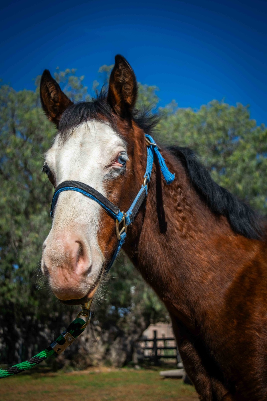 SG CASPER MERCEDEZ - Imagen 3