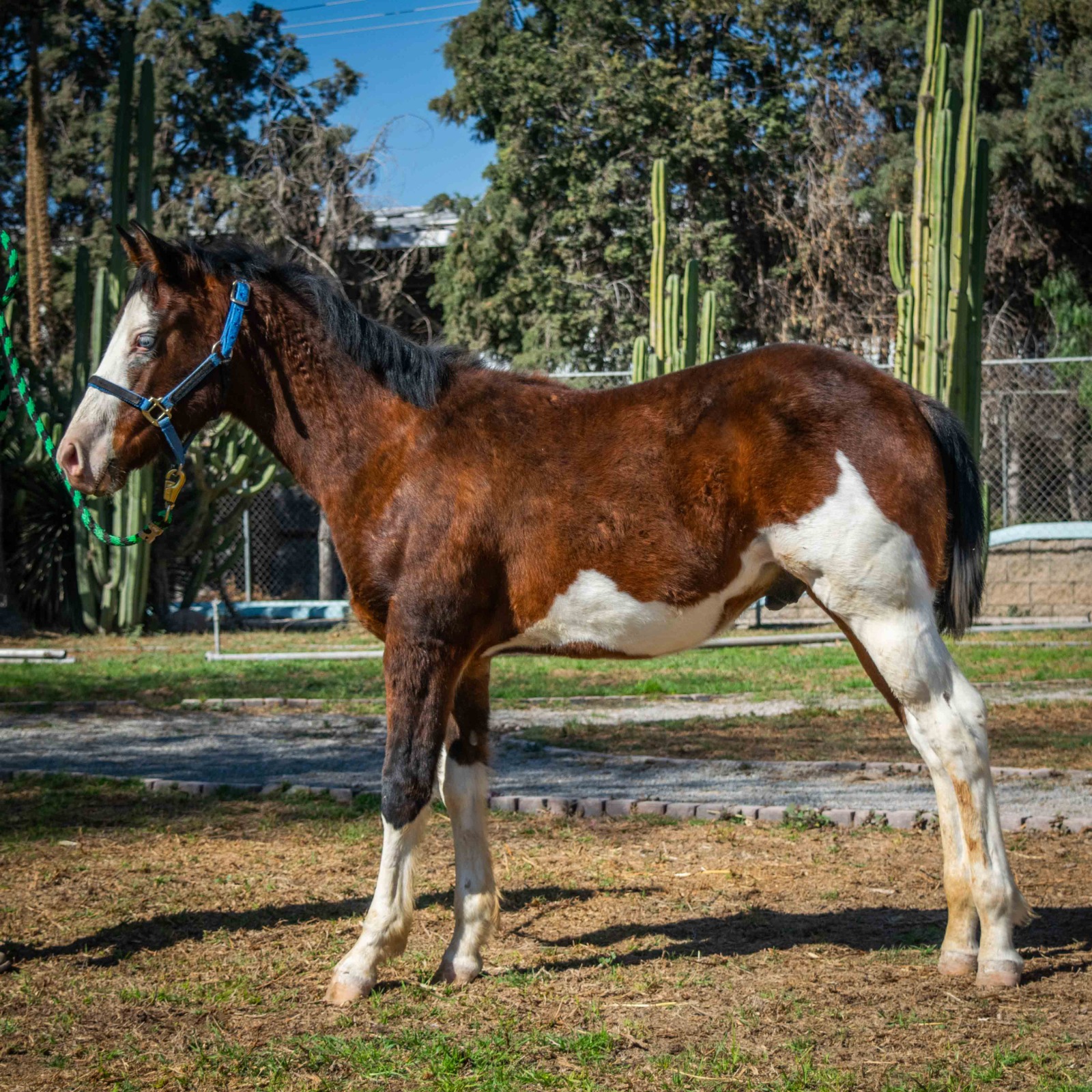 SG CASPER MERCEDEZ - Imagen 2