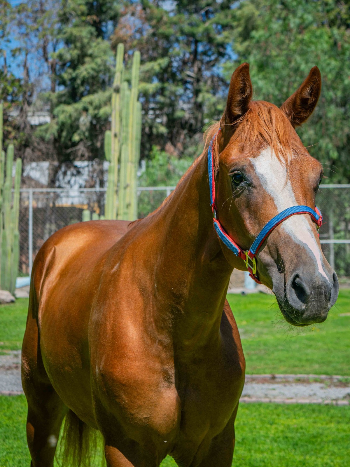 SG GUNNER ROOSTERS - Imagen 2