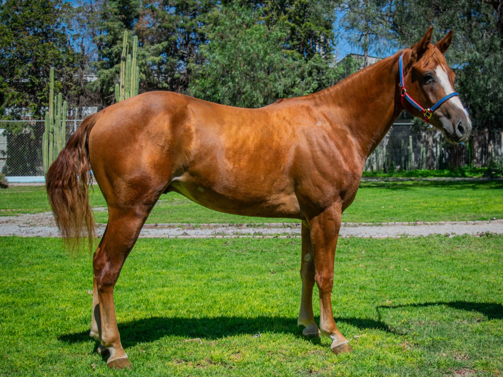 SG GUNNER ROOSTERS - Imagen 3