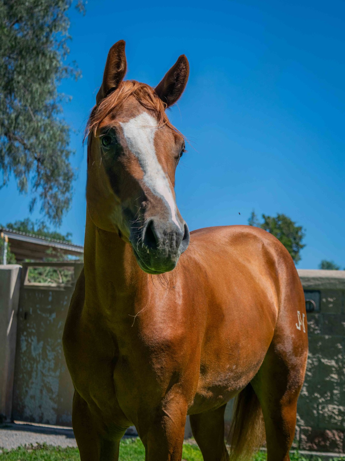 SG GUNNER ROOSTERS - Imagen 4