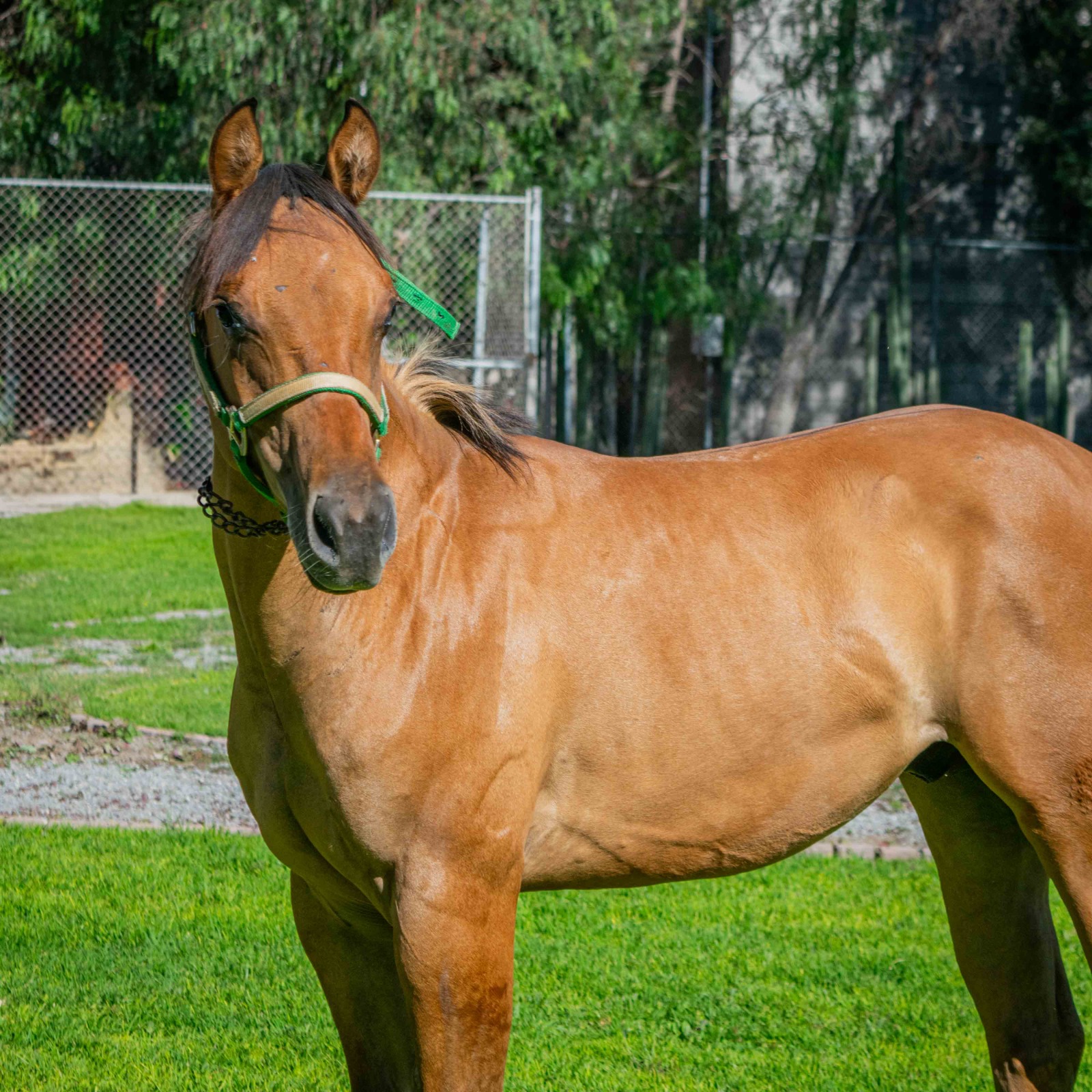 SG SHINNING DOC - Imagen 3