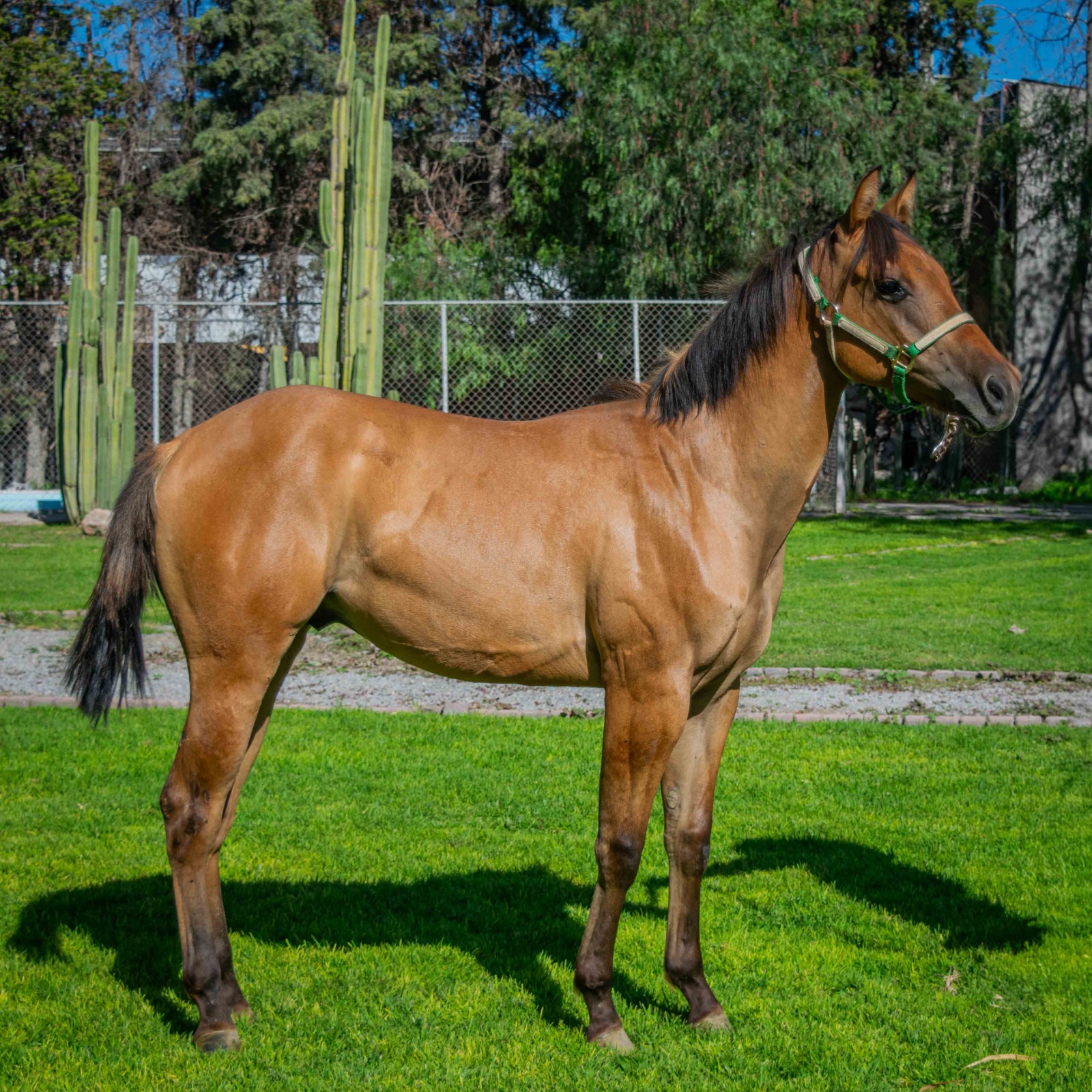 SG SHINNING DOC - Imagen 2