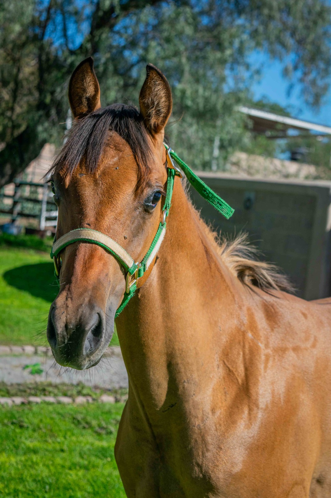 SG SHINNING DOC - Imagen 4